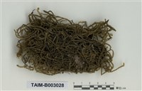 藏品(耳平苔屬)的圖片